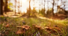 Ranger Pilz Workshop in Center Parcs Erperheide
