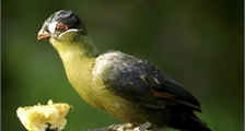 Tierfütterung in Center Parcs Het Heijderbos