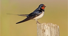 Workshop: Vogelfuttergirlande in Center Parcs De Huttenheugte