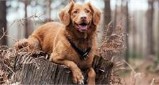 Urlaub mit Hund Einrichtungen in Landal Aelderholt