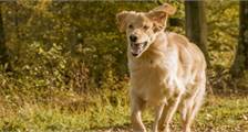 Urlaub mit Hund Aktivitäten in Landal Miggelenberg
