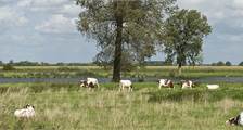 Umgebung Einrichtungen in Landal Het Vennenbos